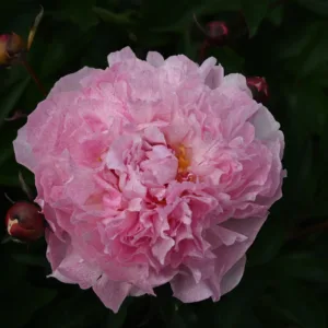 Pietertje Vriend Wagenaar